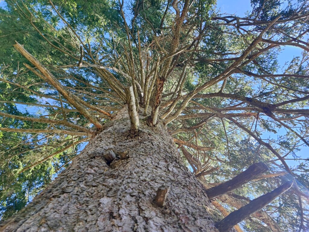 Baum Lofer Alm